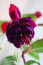گوشواره